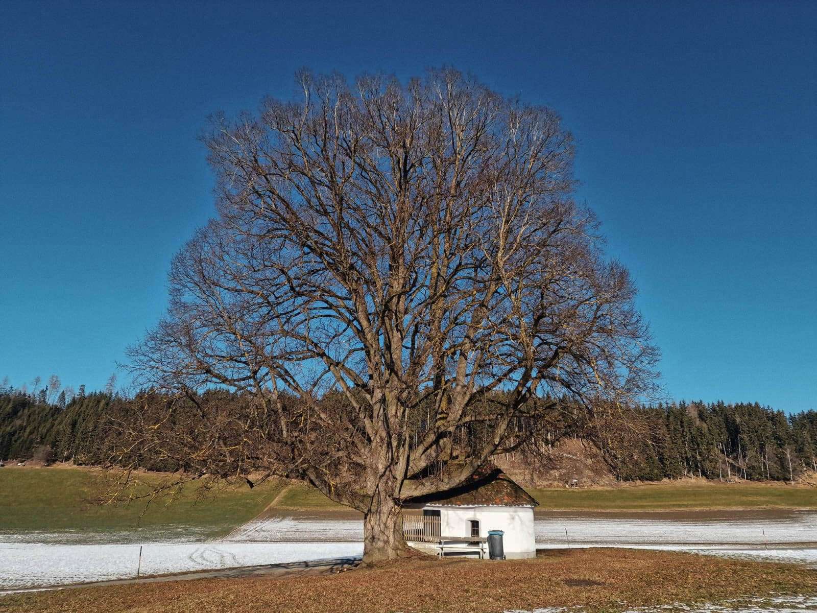 Read more about the article BaumNaturDenkmal in Aktion: Lindensanierung in der Rachau – der erste Streich